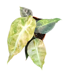Alocasia Polly Variegata Aurea