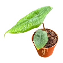 Alocasia Scalprum