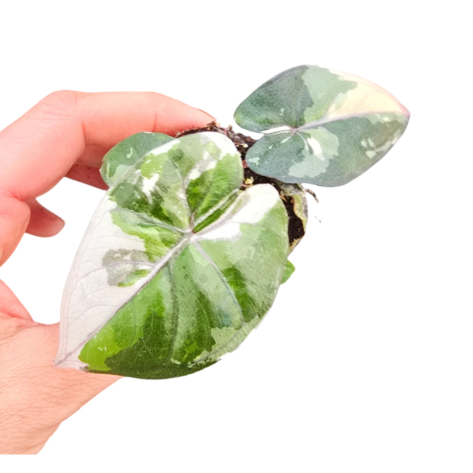 Alocasia serendipity variegated. 【公式通販】