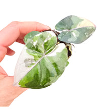 Alocasia Serendipity Variegata