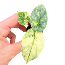 Alocasia Silver Dragon Variegata