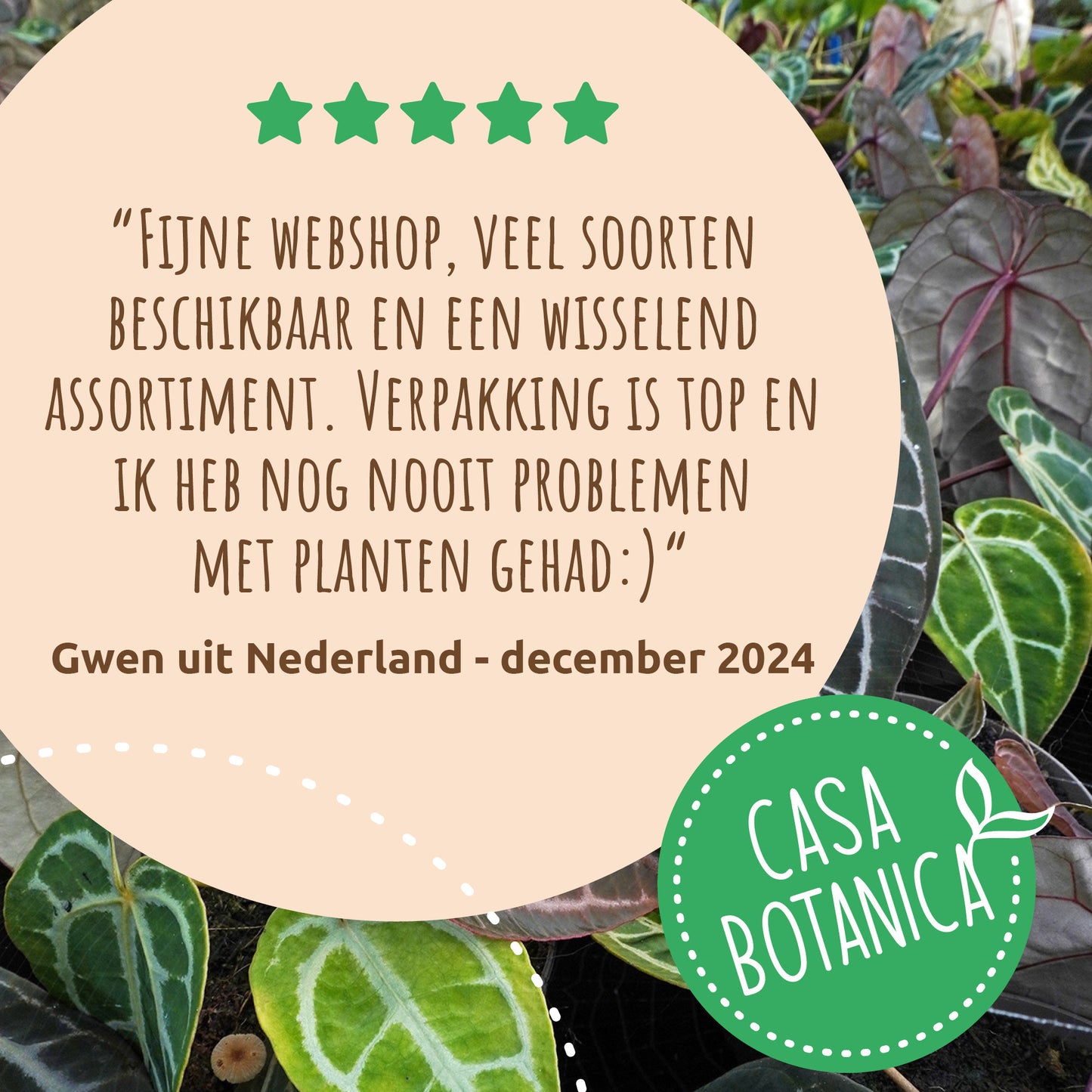 Alocasia Silver Dragon Variegata