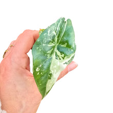 Alocasia Simpo Variegata