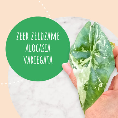Alocasia Simpo Variegata