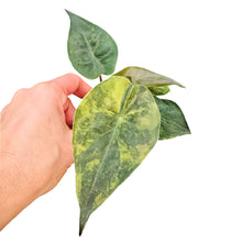 Alocasia Wentii Variegata