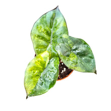 Alocasia Yucatan Princess Variegata Aurea