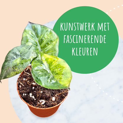 Alocasia Yucatan Princess Variegata Aurea