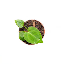 Anthurium Magnificum