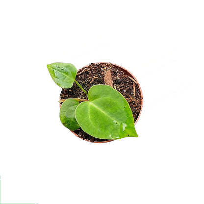 Anthurium Magnificum