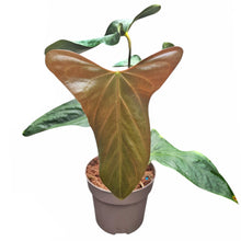 Anthurium Papillilaminum Ree Gardens x sp. Napo