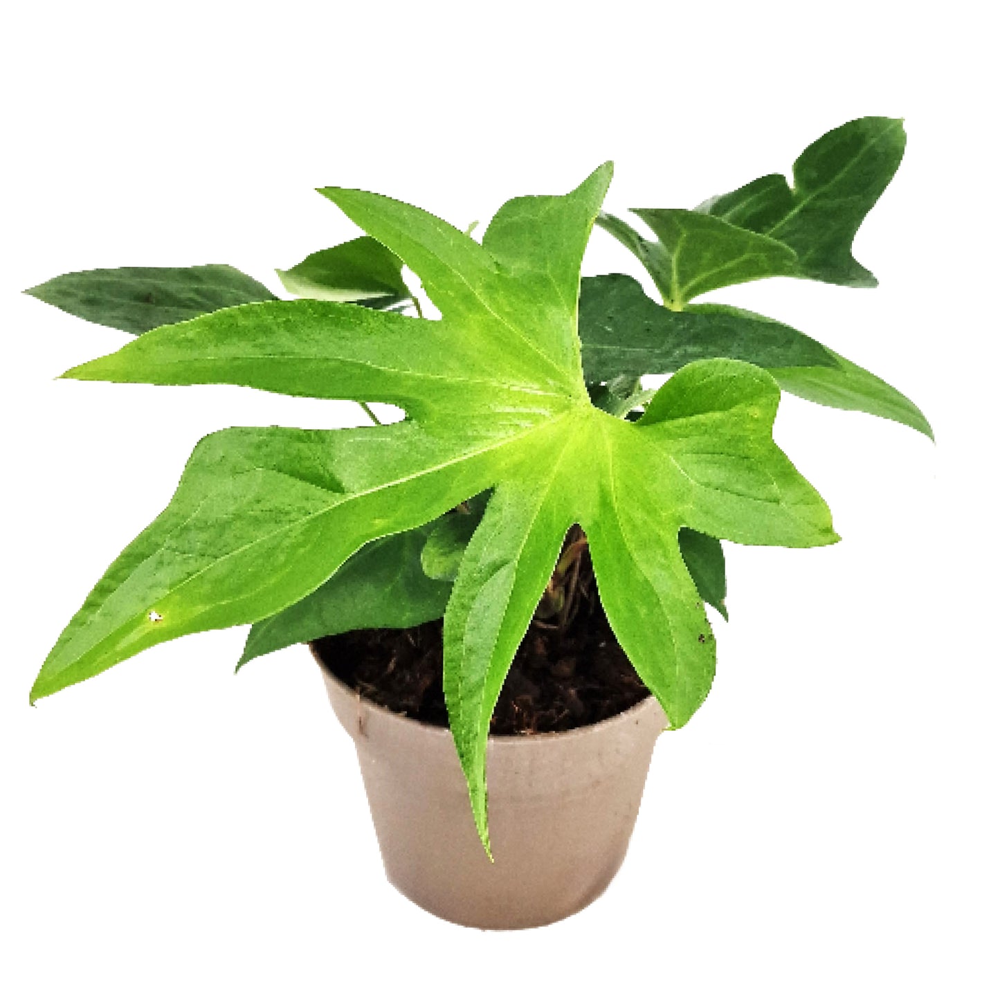 Anthurium Podophyllum