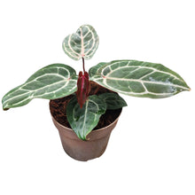 Anthurium Red Crystallinum (NSE)