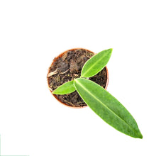 Anthurium Warocqueanum