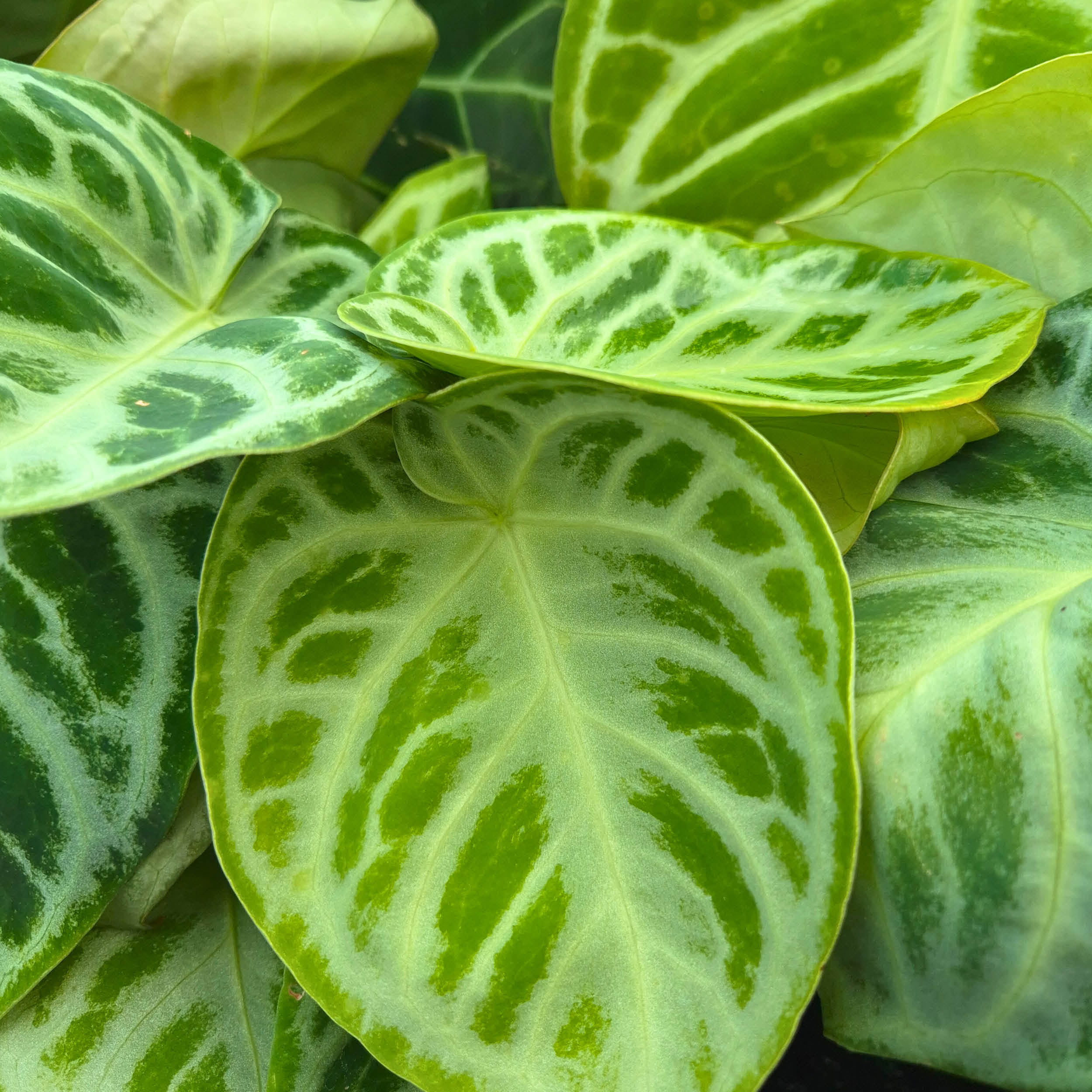Alocasia Jacklyn Variegata Mini, rare Alocasia, variegated