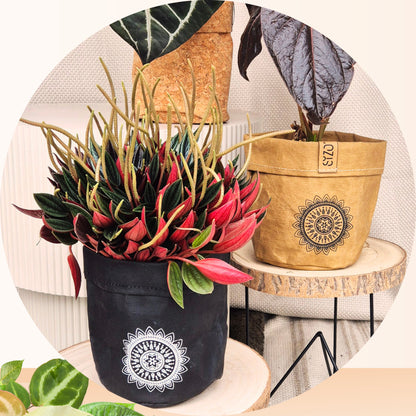 Paper Mandala Plant Pot