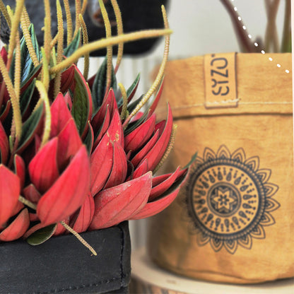 Paper Mandala Plant Pot