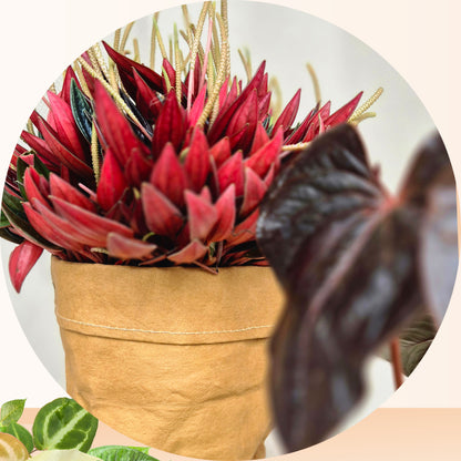 Paper Mandala Plant Pot
