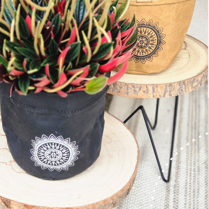 Paper Mandala Plant Pot