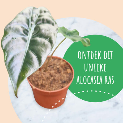 Alocasia Chantrieri