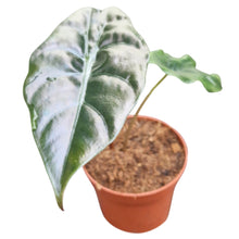 Alocasia Chantrieri