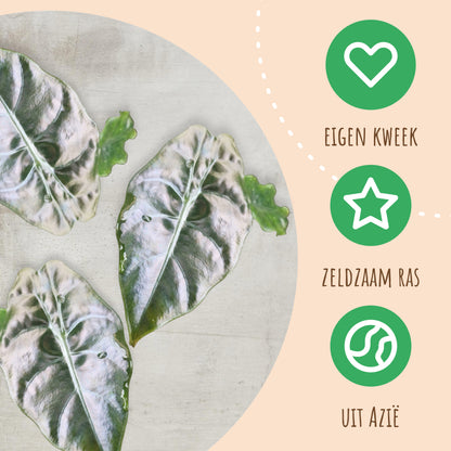 Alocasia Chantrieri