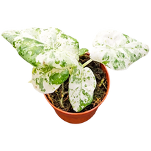 Alocasia Odora Batik Variegata