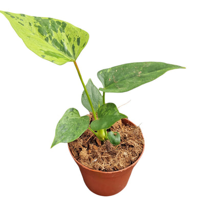 Anthurium Caipirinha