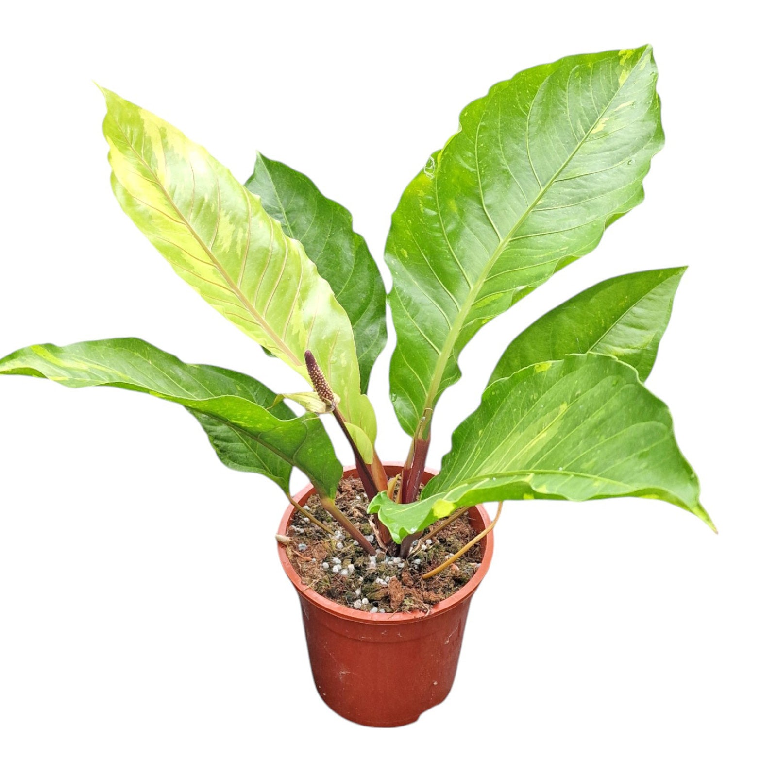 anthurium bush Anthurium Hookerii Variegata – Casa Botanica