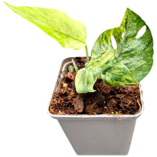 Epipremnum Pinnatum Mint