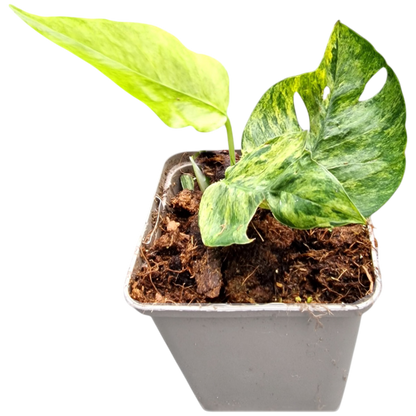 Epipremnum Pinnatum Mint
