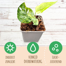 Epipremnum Pinnatum Mint
