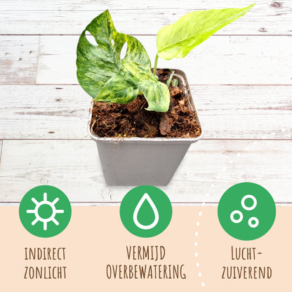 Epipremnum Pinnatum Mint