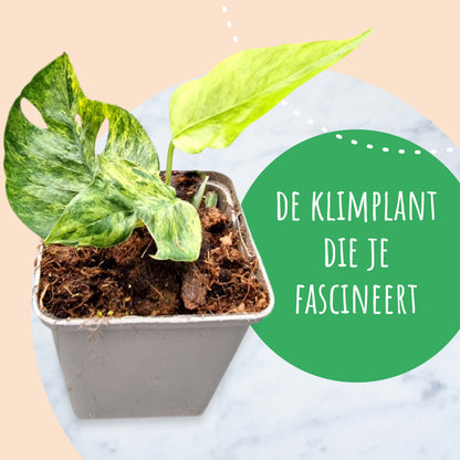 Epipremnum Pinnatum Mint