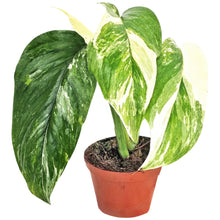 Monstera Lechleriana Variegata
