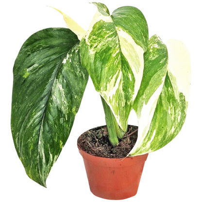 Monstera Lechleriana Variegata