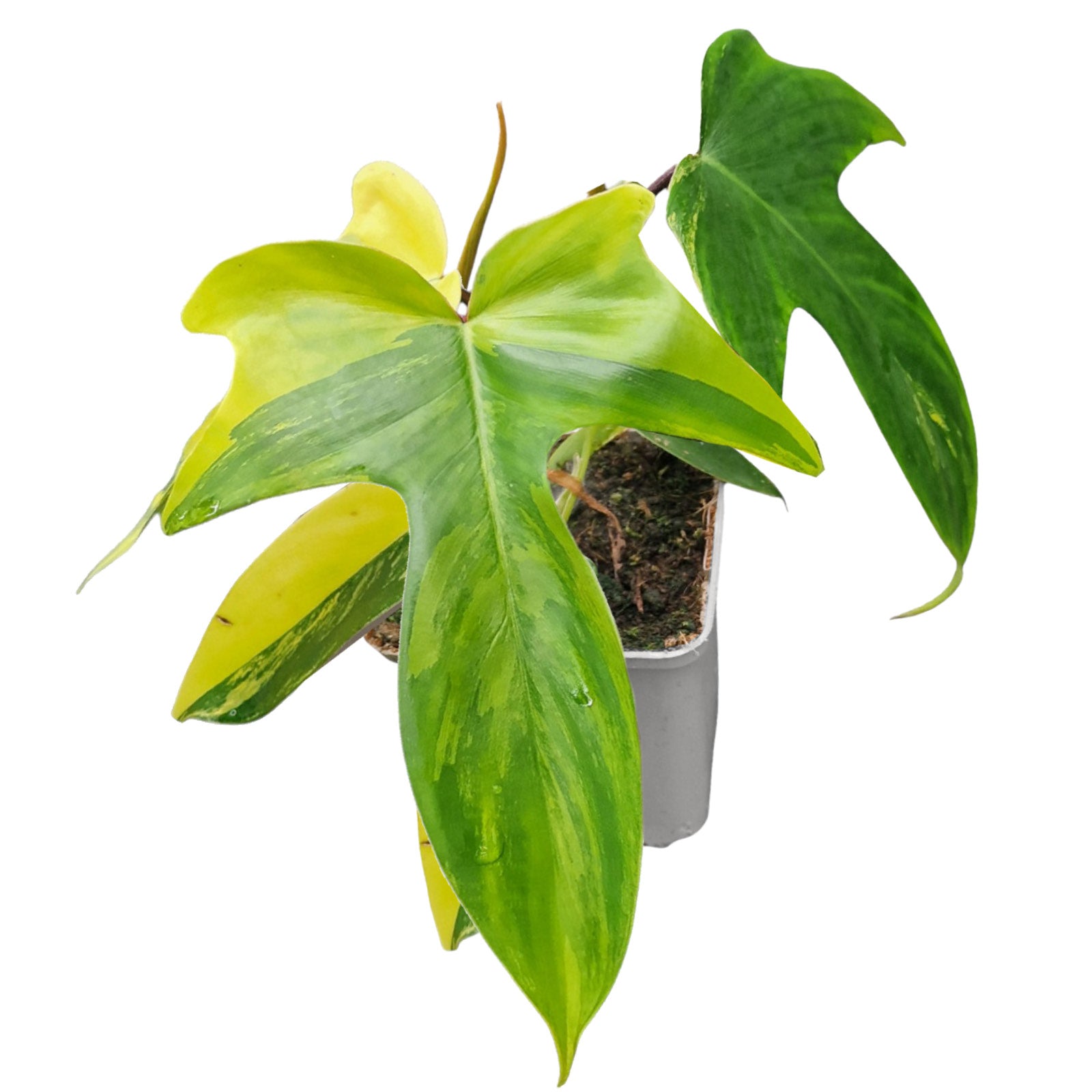 philodendron florida beauty Philodendron Florida Beauty – Casa Botanica