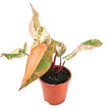 Philodendron Strawberry Shake