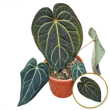 DocBlock Anthurium Black Widow® '13' X Red Velvet Cake ® '24'