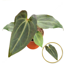 DocBlock Anthurium Black Widow® '43' X Red Velvet Cake® '24'