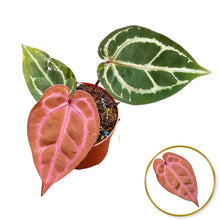 DocBlock Anthurium Brown Derby® '39' X Home Sweet Home® '32'