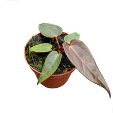 DocBlock Anthurium Dark & Handsome® '9' X Dark & Handsome® '9'