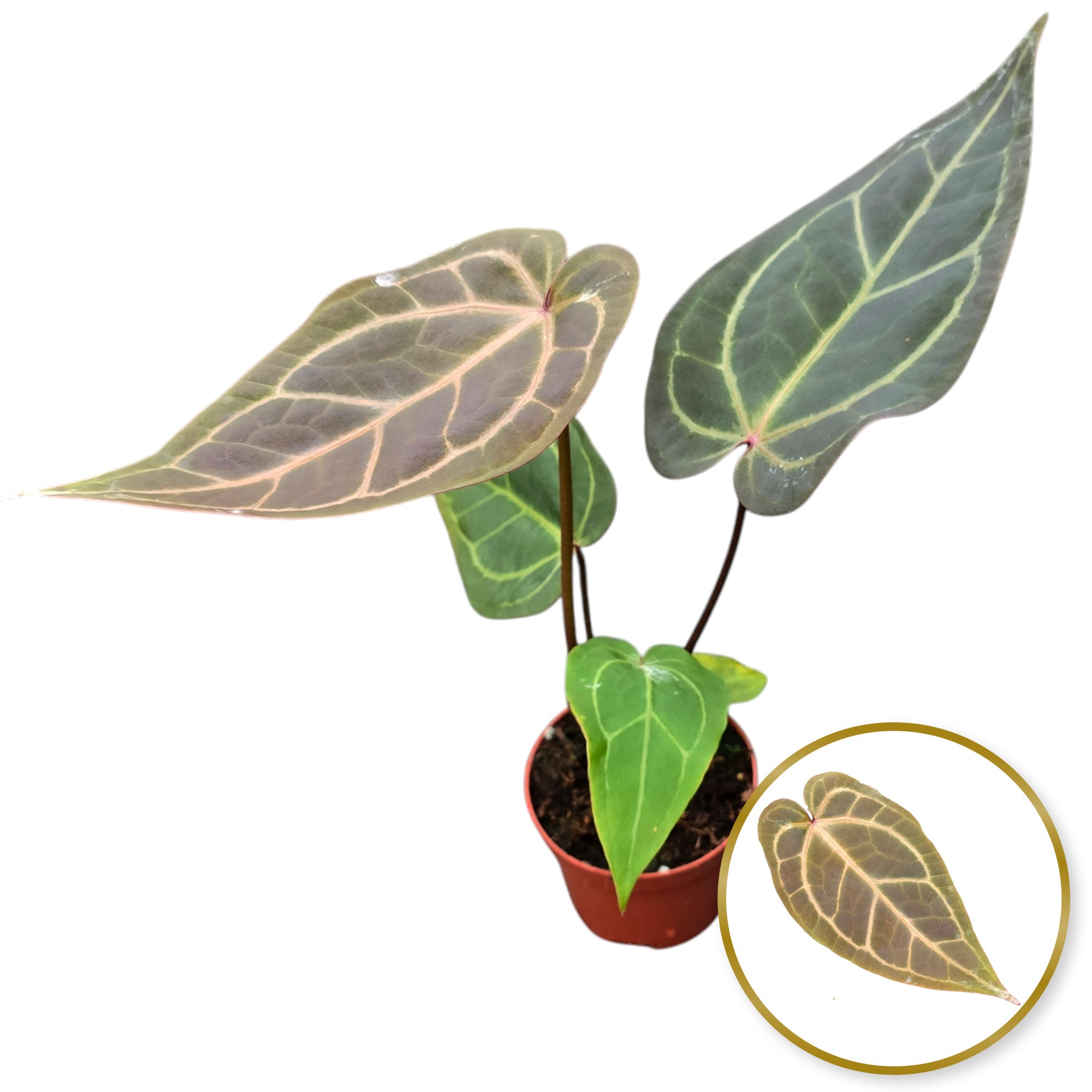 DocBlock Anthurium Dark & ​​Handsome® '9' – Casa Botanica