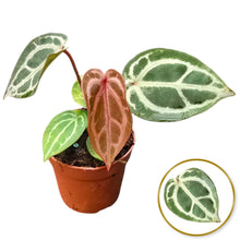DocBlock Anthurium Home Sweet Home® '32' X Crystal Red® '12'