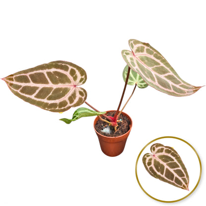 DocBlock Anthurium Michelle® '10' X Minerva® '20'