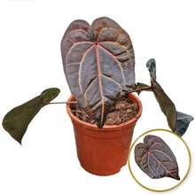 DocBlock Anthurium Michelle® Hot Pink '23' X Red Velvet Cake® '24'