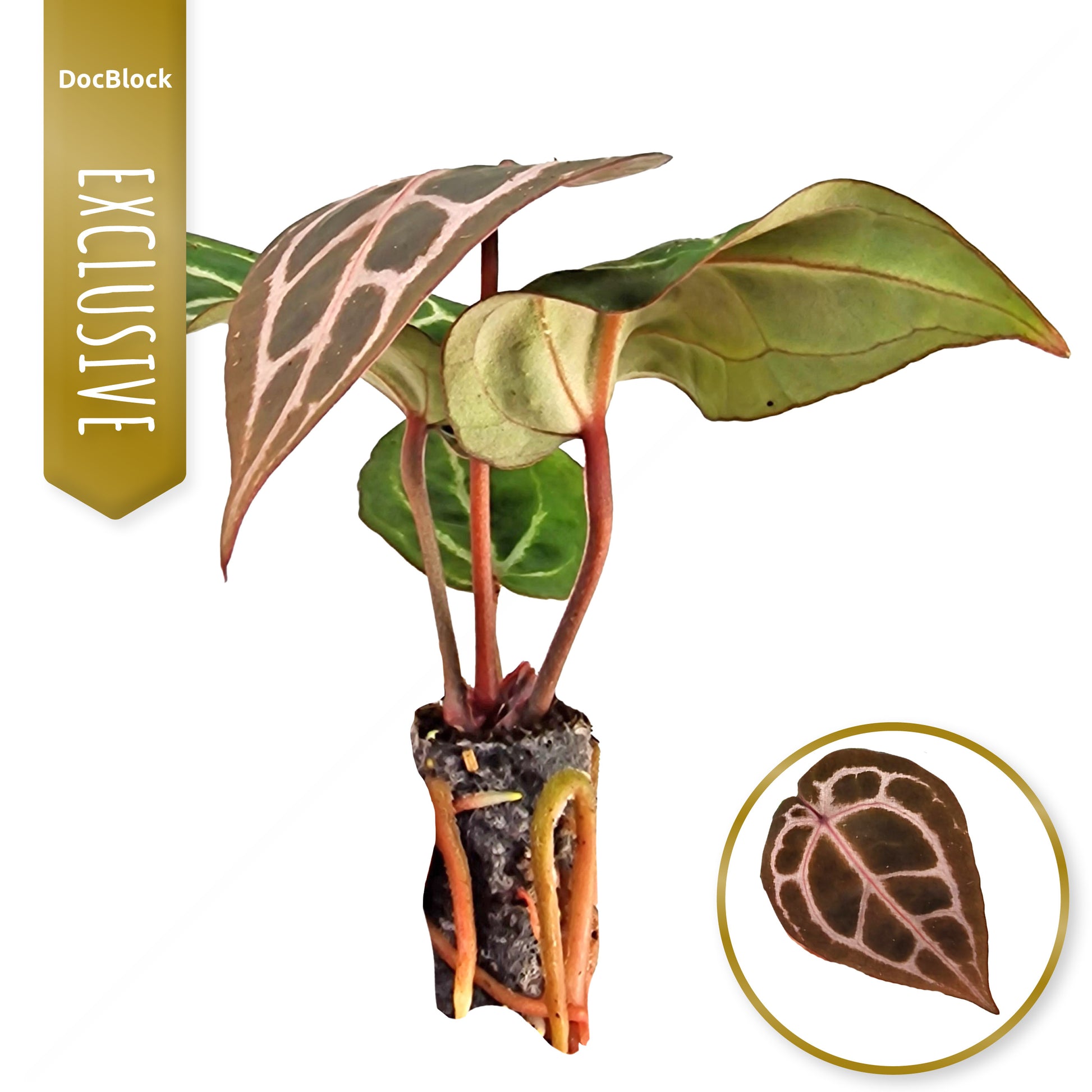 anthurium doc bloc DocBlock Anthurium Michelle®