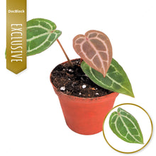 DocBlock Anthurium Michelle®