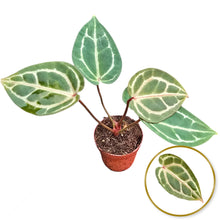 DocBlock Anthurium Orange® '26' X Crystal Red® '12'