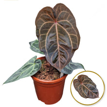 DocBlock Anthurium Zara® '29' X Red Velvet Cake® '24'