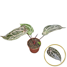 DocBlock Anthurium Zara® '31' X Crystal Red® '12'
